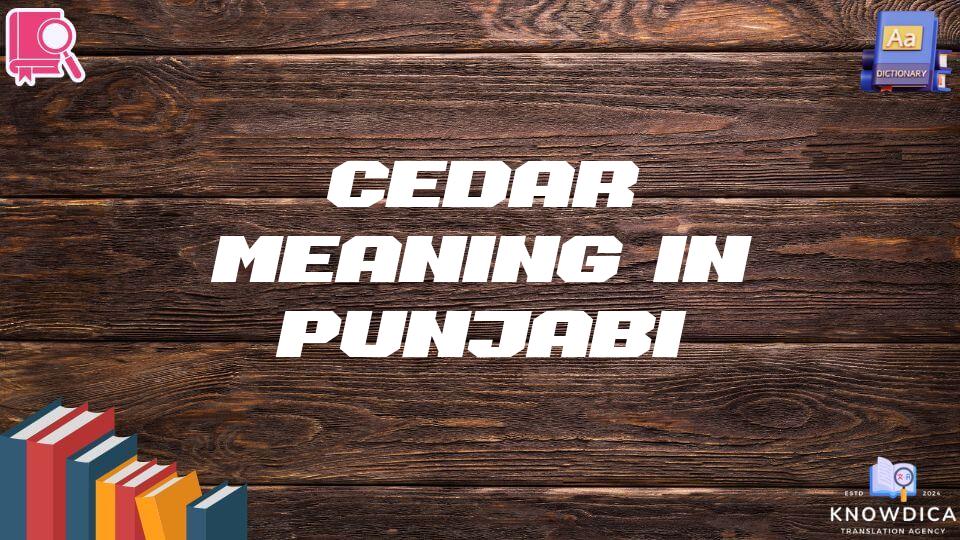 Cedar Meaning In Punjabi