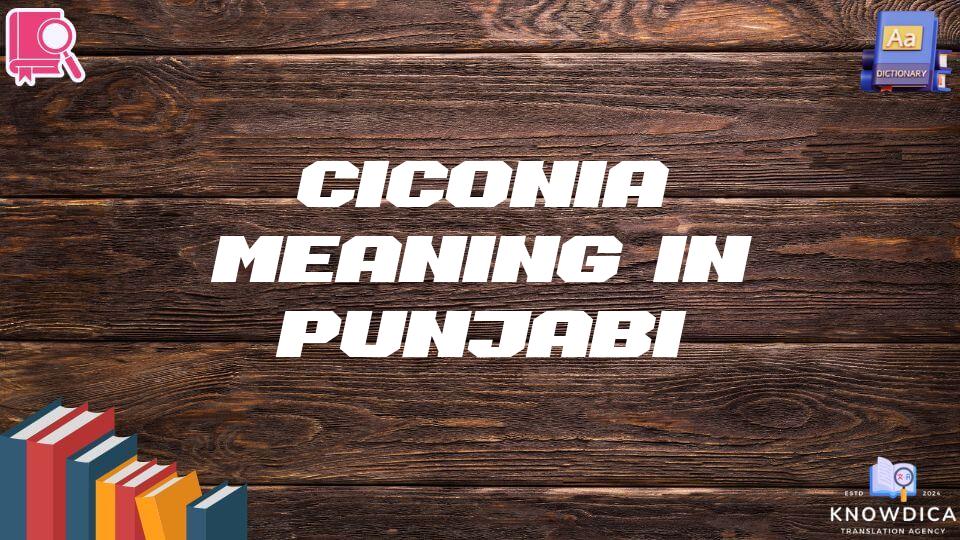 Ciconia Meaning In Punjabi